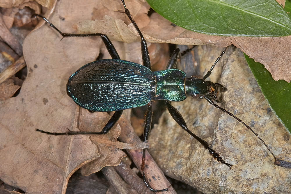 Carabus intricatus
